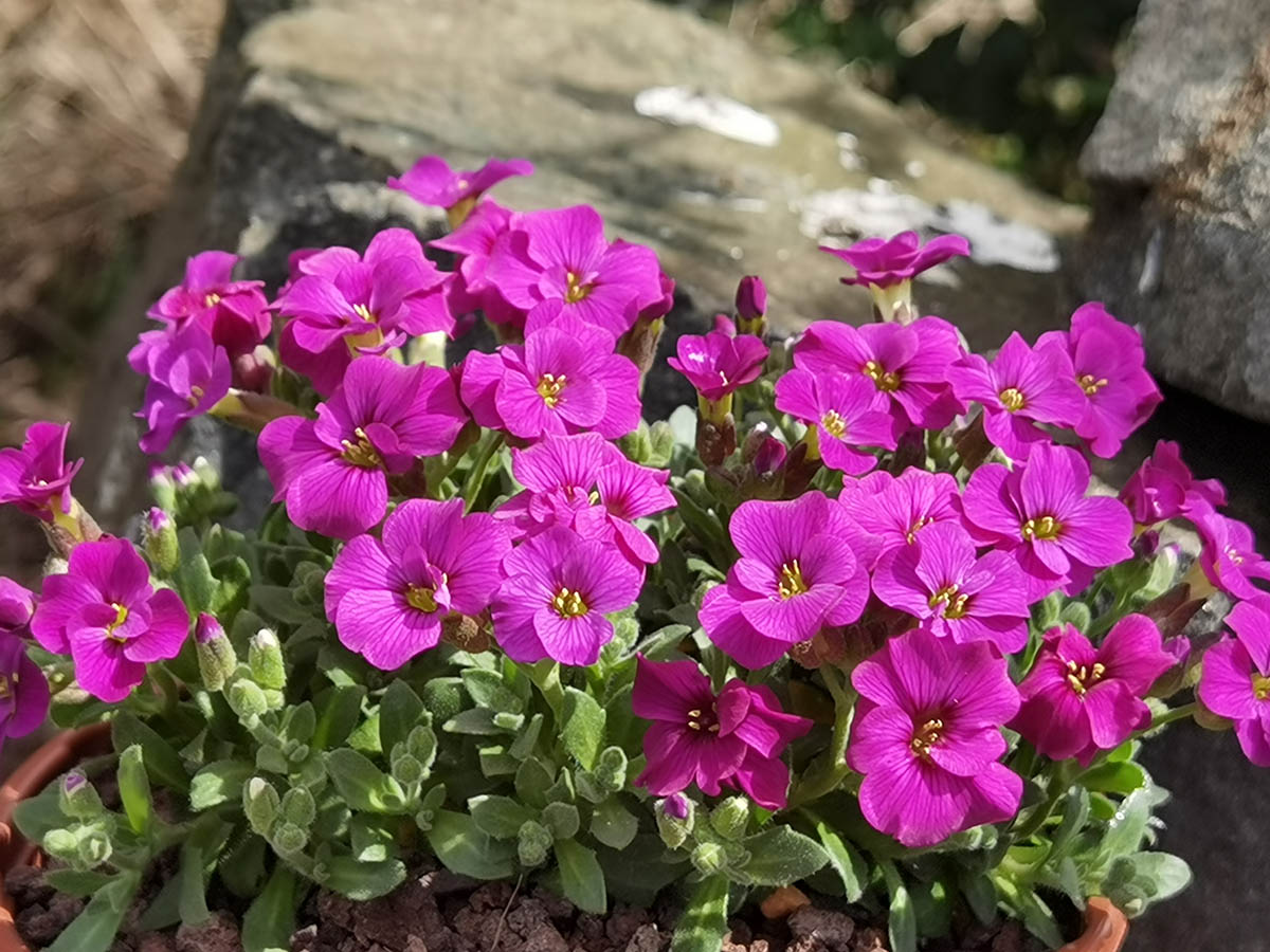 Aubrieta x cultorum 'Kitte rose red'